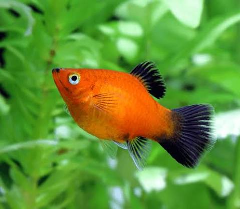 Platy Aquarium Fish